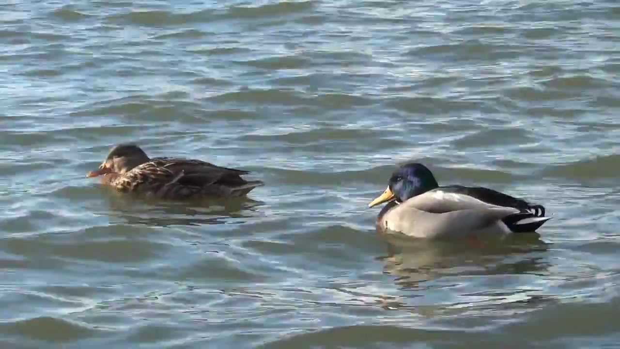 Enten auf dem See | Stockenten