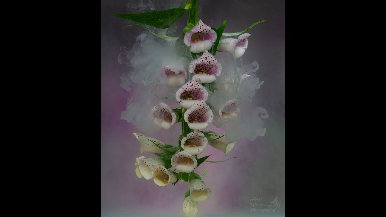 Submerged flowers and ink - Foxgloves