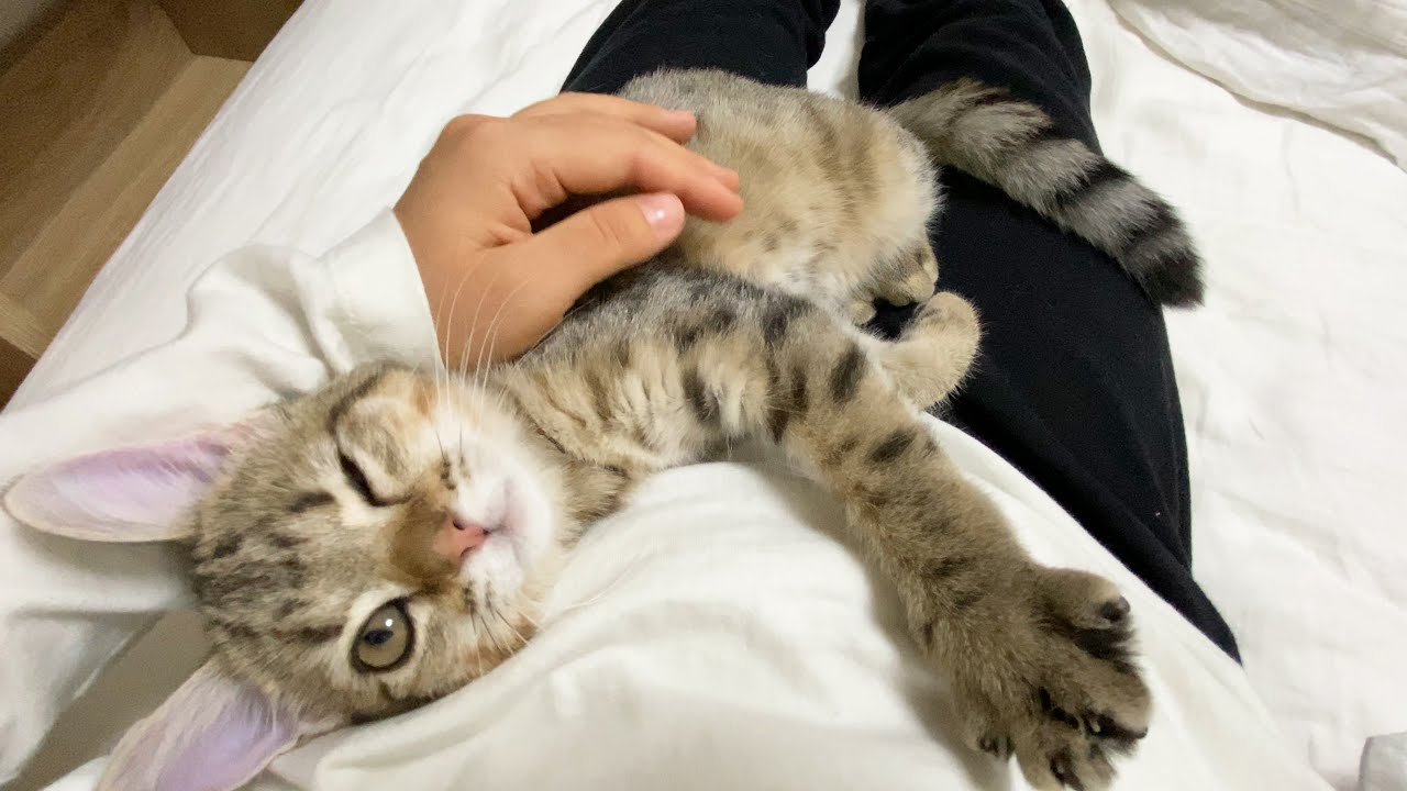 妹に甘えすぎておなかをフミフミしちゃう子猫！