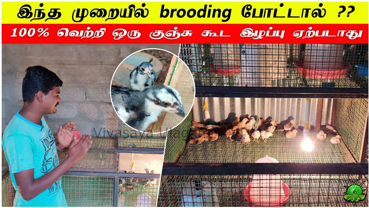இந்த முறையில் Brooding போட்டால் / 100 சதவீதம் வெற்றி ஒரு குஞ்சு கூட இழப்பு இருக்காது ??