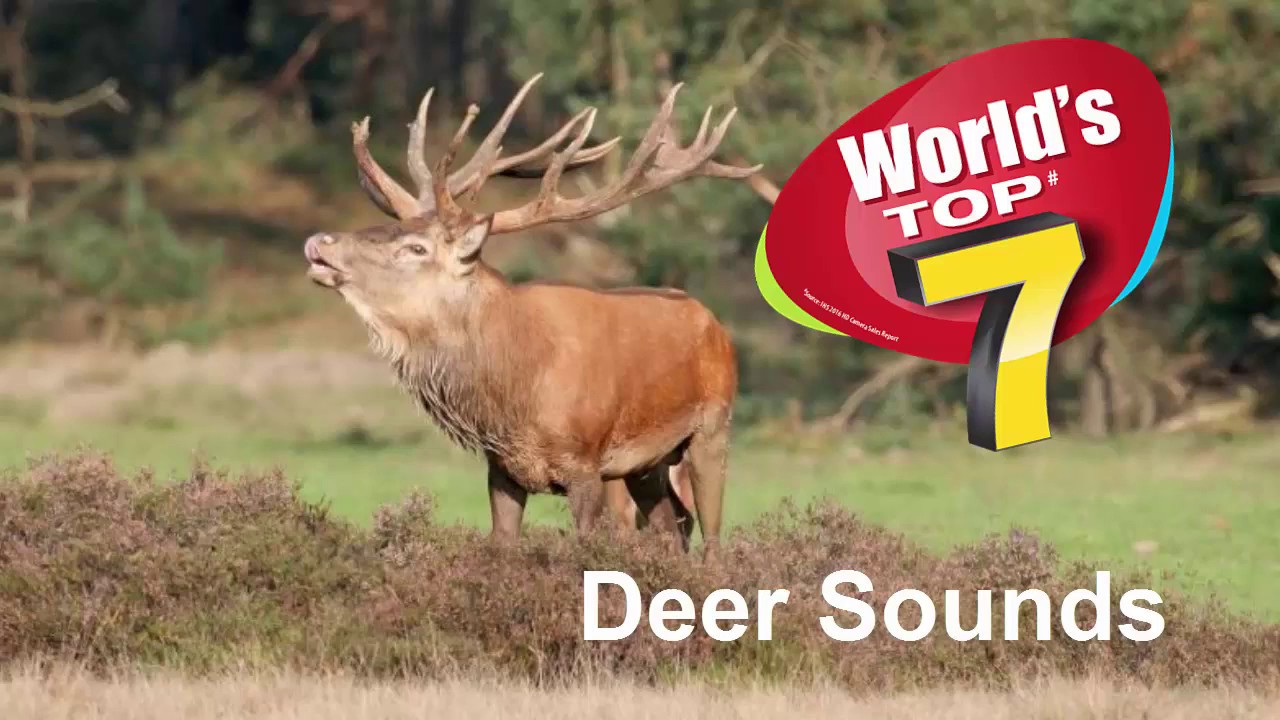 Deer sounds TOP 7 - Number 1 will make you surprise