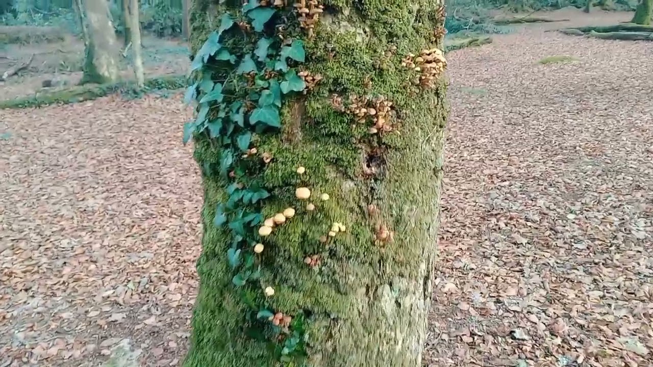 Beautiful Trevaylor Woods with Walter Weaver, nr Penzance, Cornwall UK. 25th Nov 2025 12:09