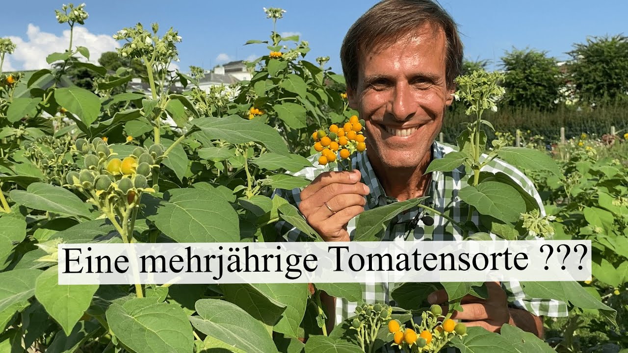 Die ungewöhnliche Zwerg-Tomate 🍅 oder Zwerg-Tamarillo 🍑 Gemüseraritäten im Portrait T.2
