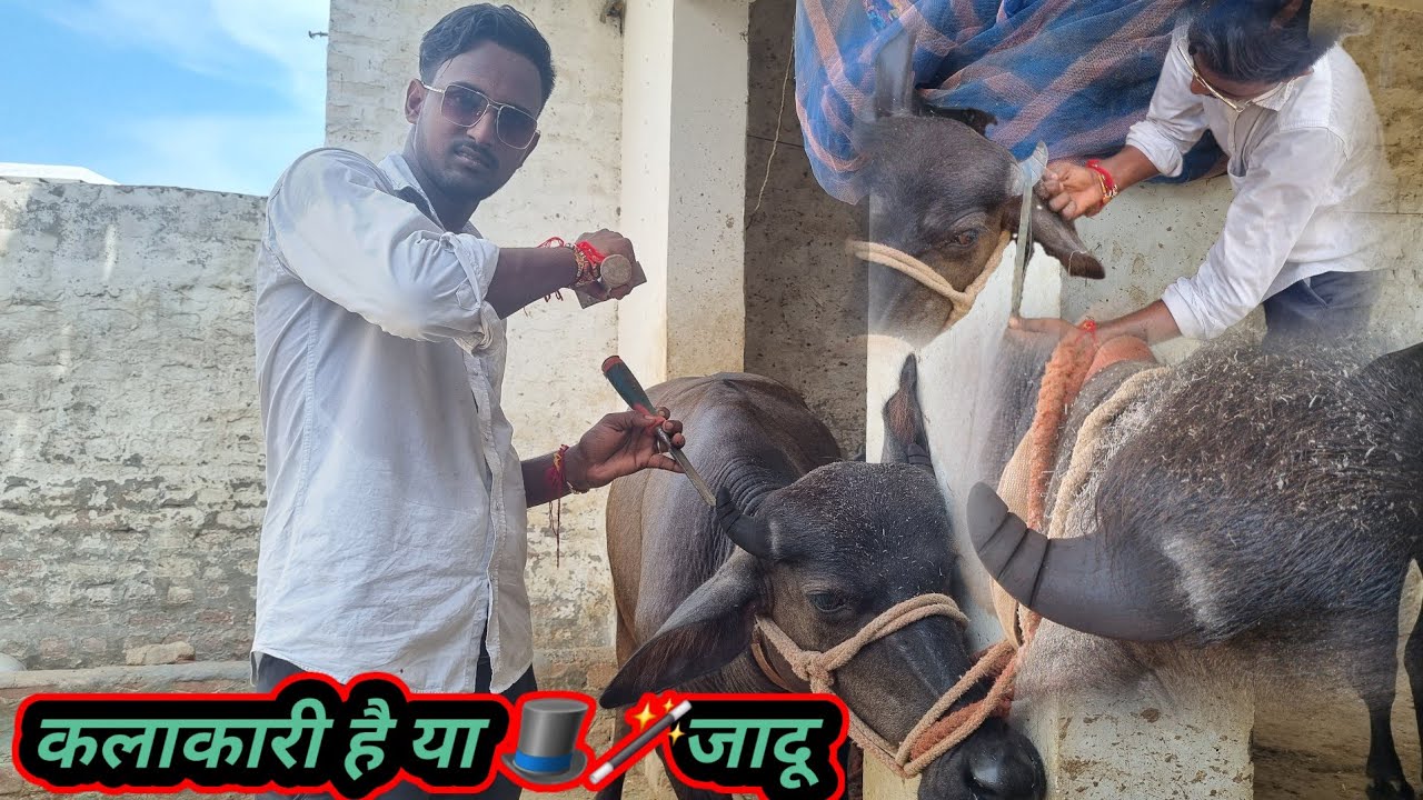 भाई के हाथों में कलाकारी है या जादू? पशुओं के सींग, खुर, कटिंग करवाना क्यों जरूरी है?