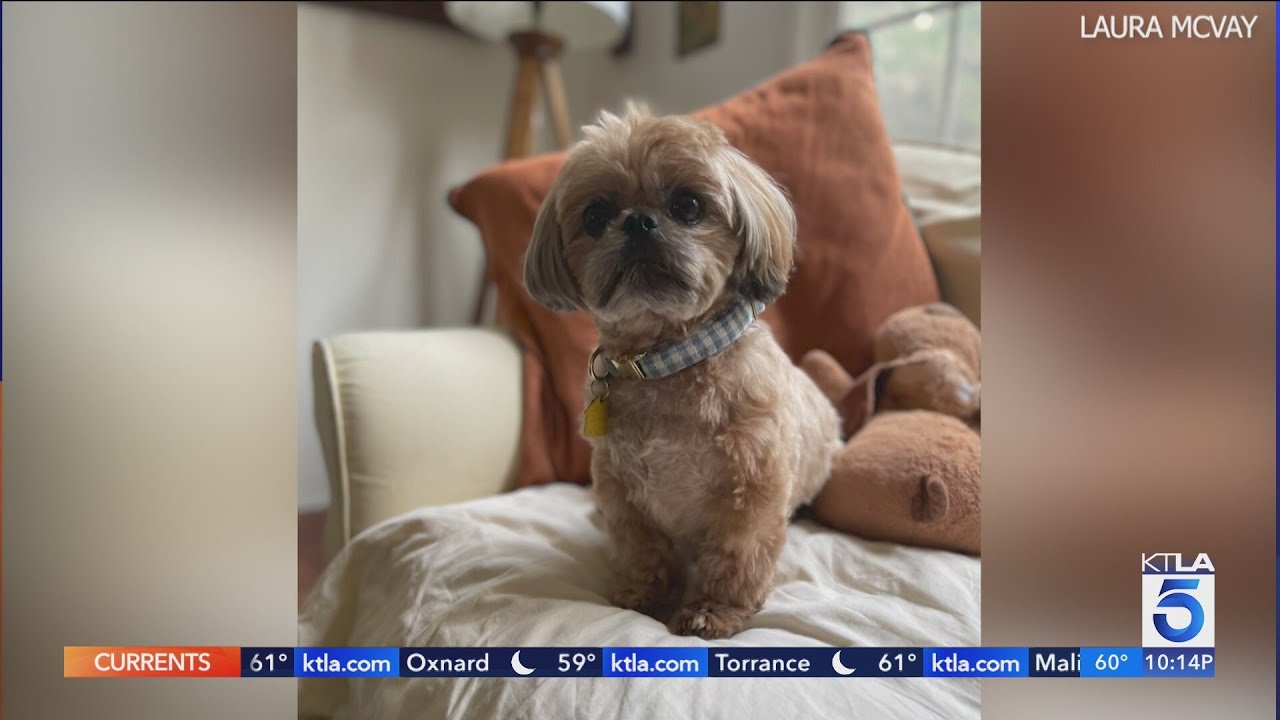 Mountain lion snatches dog in front of owner