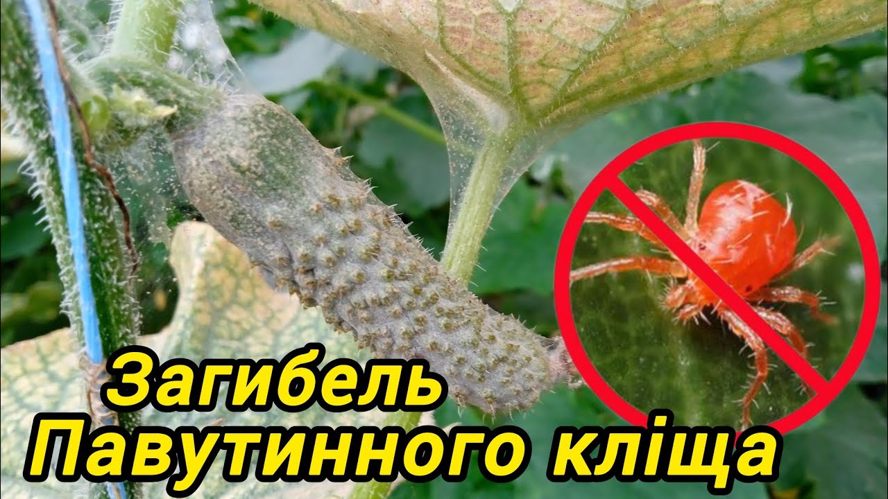 Як боротися з павутинним кліщем.