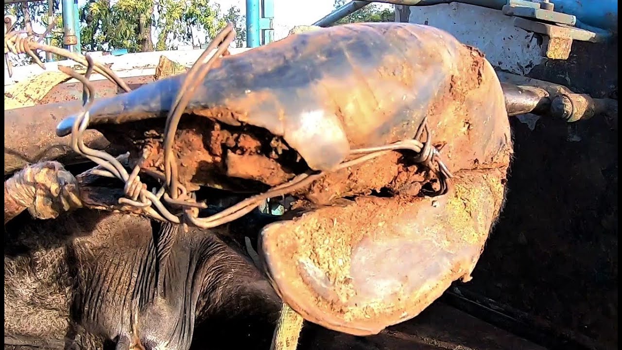 Arame no Casco ...animal abandonado