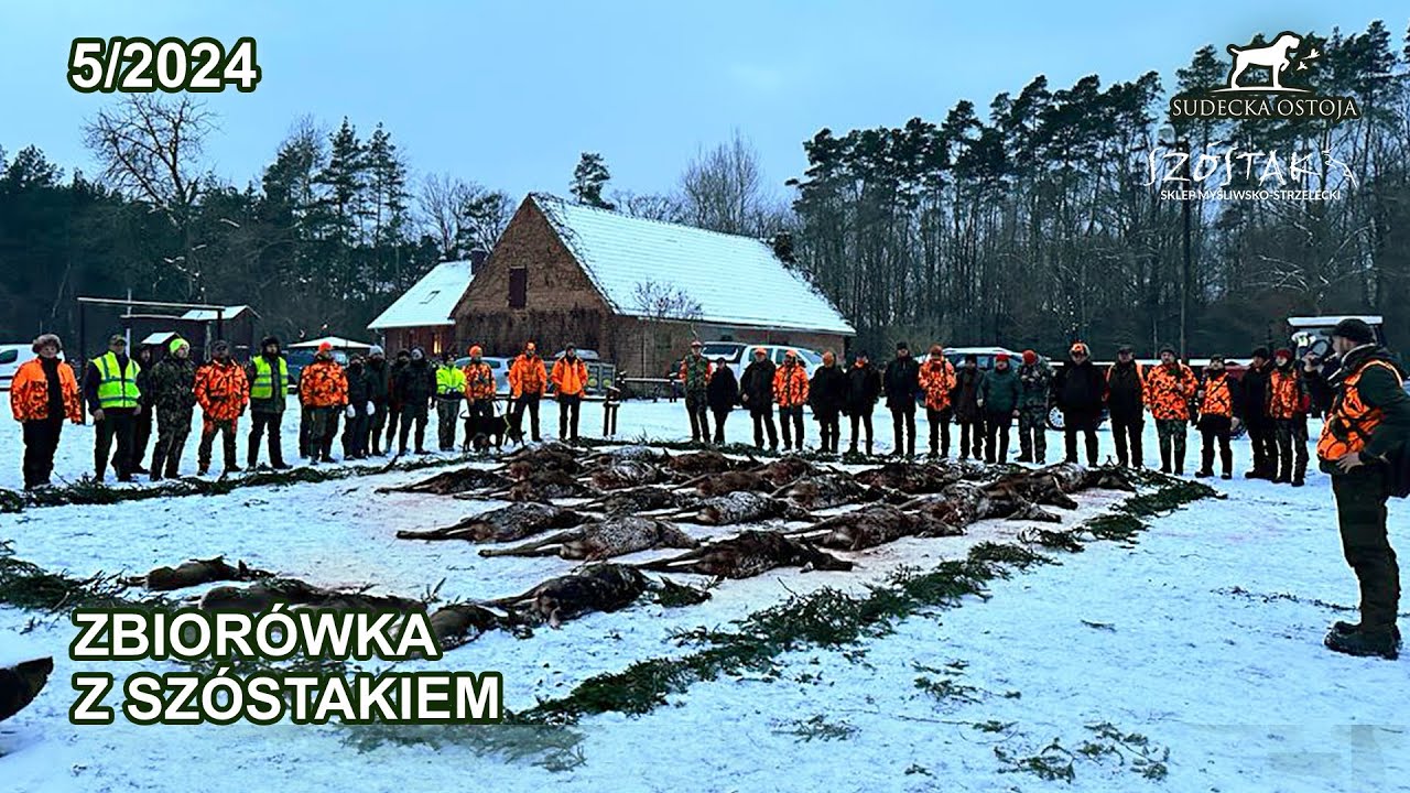 Zbiorówka z Szóstakiem - SUDECKA OSTOJA 5/2024 Polowanie Zbiorowe Driven Hunt Hunting wildboars deer