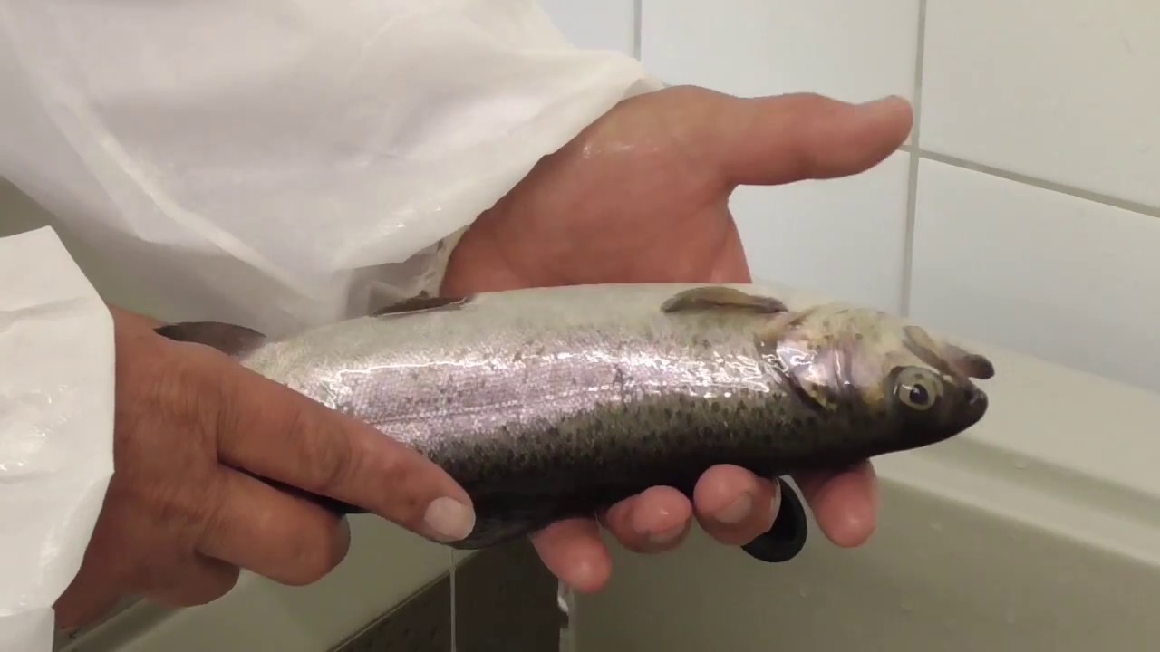 Tierwohl in der Fischzucht: Forellen schonend bet&auml;uben und schlachten