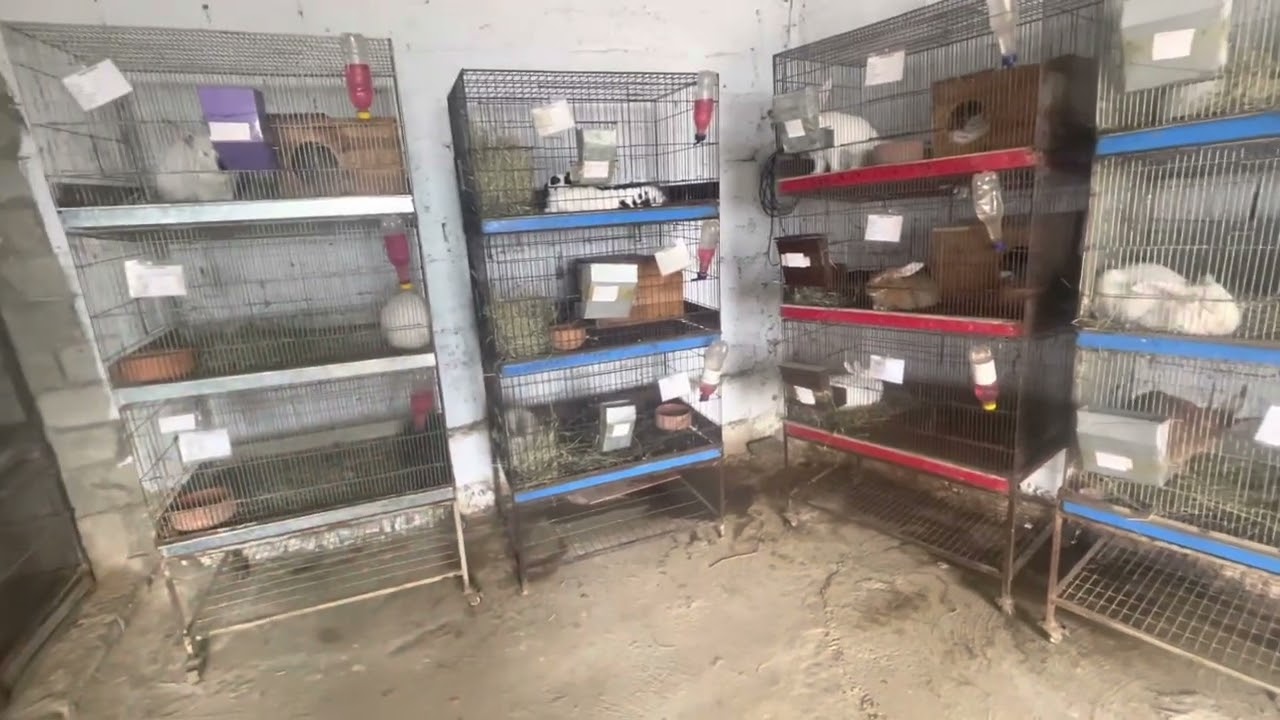 Bunnies Death Reasons || خرگوش کے کم عمر بچے مرنے کی وجوہات
