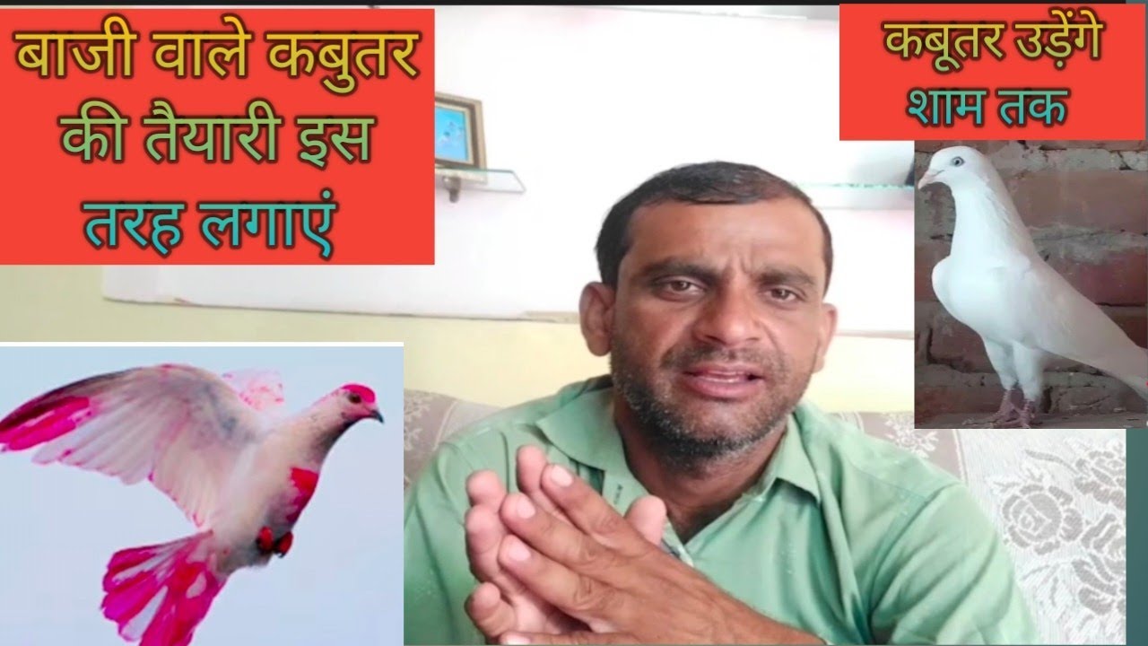 बाजी वाले कबुतर की 1 दिन पहले की मुकम्मल तैयारी। @sk pigeon up