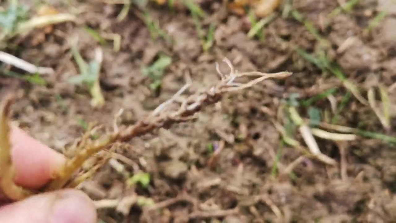 Jak wygląda pszenica w uprawie pasowej? Stan rzepaku. Jest mokro bardzo mokro... FarmVlog