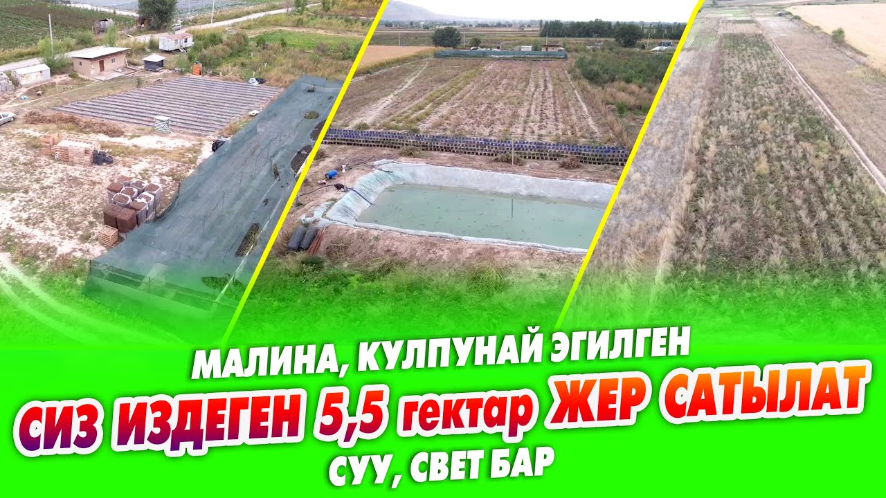 Дыйканчылыкка бүт ШАРТЫ бар 5,5 гектар ЖЕР сатылат ~ 1 гектар МАЛИНА, 1 гектар КУЛПУНАЙ эгилген