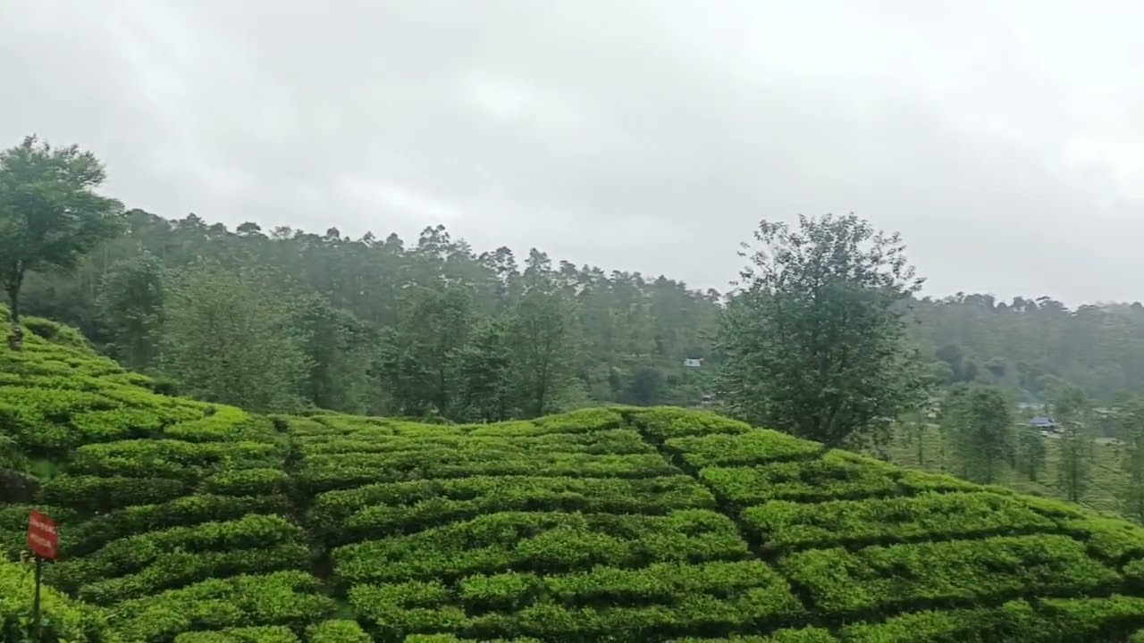 Ciwidey. Perkebunan Teh Rancabali. 