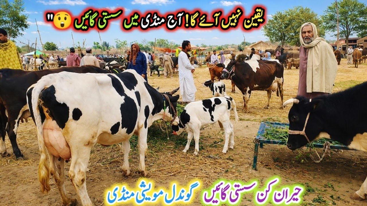 Today Gondal Mandi latest update 09March 2026!latest cow for sale!Low and Middle Prices MilkingCows!