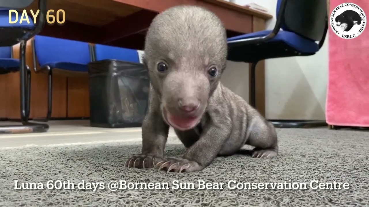Sun Bear Rehabilitation | Baby Sun Bear Luna&rsquo;s Growth Progress | BSBCC