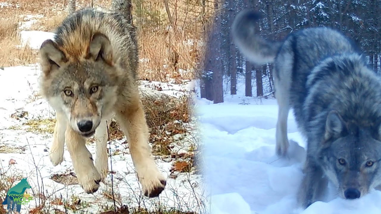 Wolves playing with trail cameras in northern Minnesota