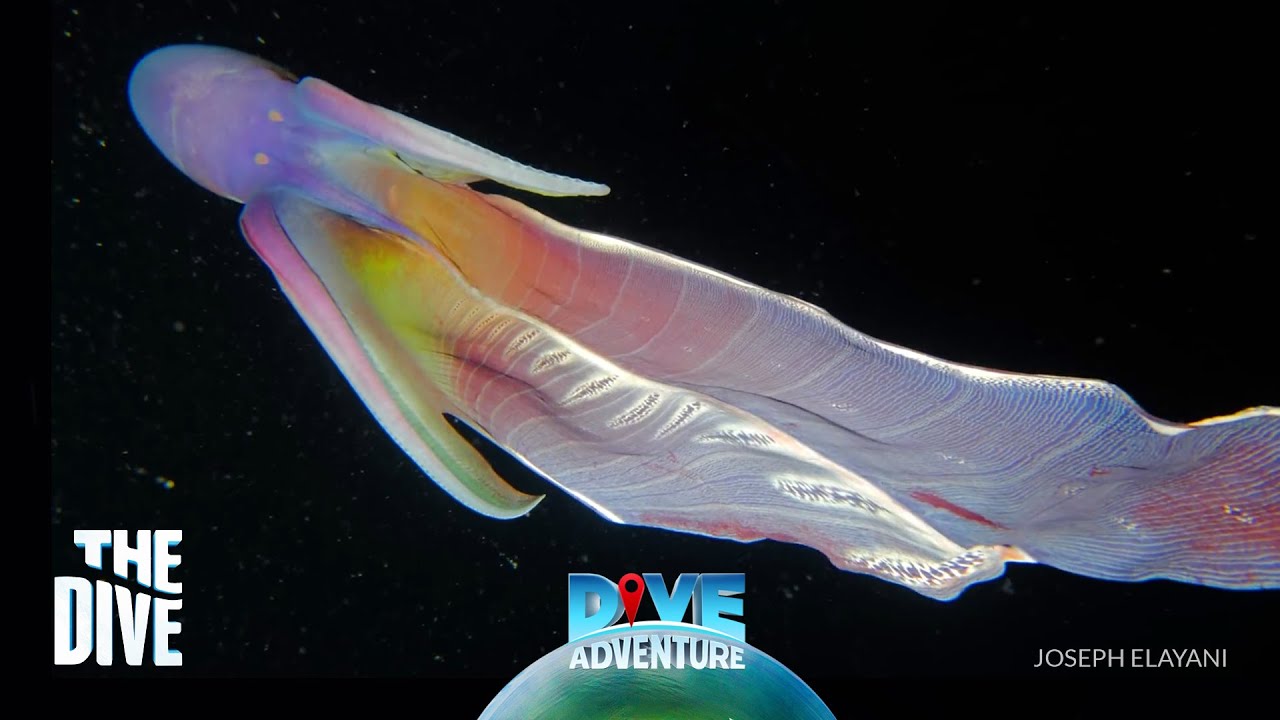 Blanket Octopus of Romblon, Philippines #TheDivePH