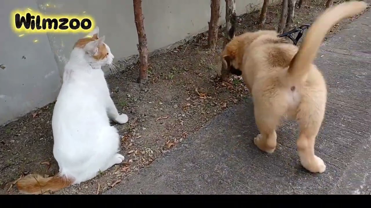 Laro ulit tayo  with Maxie the cute puppy...