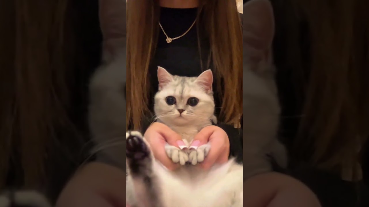 5 Cats Dancing to SCREWBOT FACTORY 😂🔥 (They Nailed the Trend!)