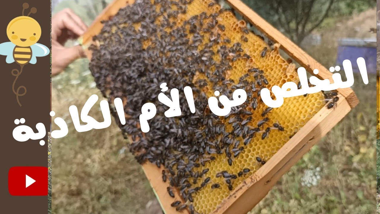 طريقة التخلص من الام  الكاذبة / تربية النحل