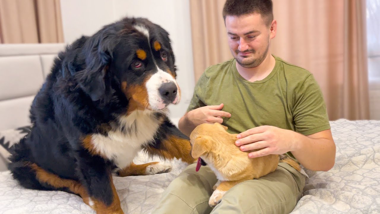 My Funny Bernese Mountain Dog is Jealous of Me for Cute Puppy