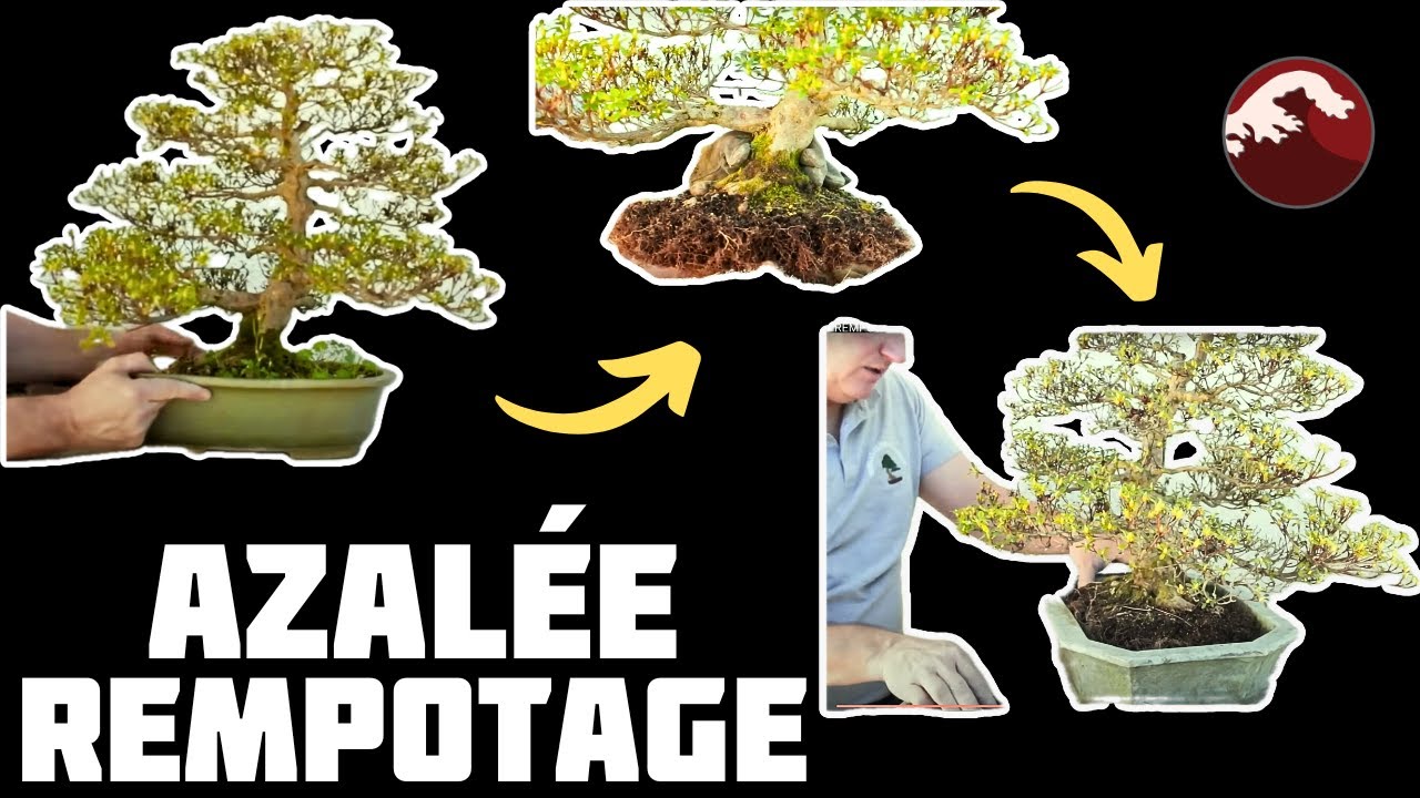 Rempotage d'une Aazalée Satsuki 🌱 NEJIKAN BONSAI 🌱
