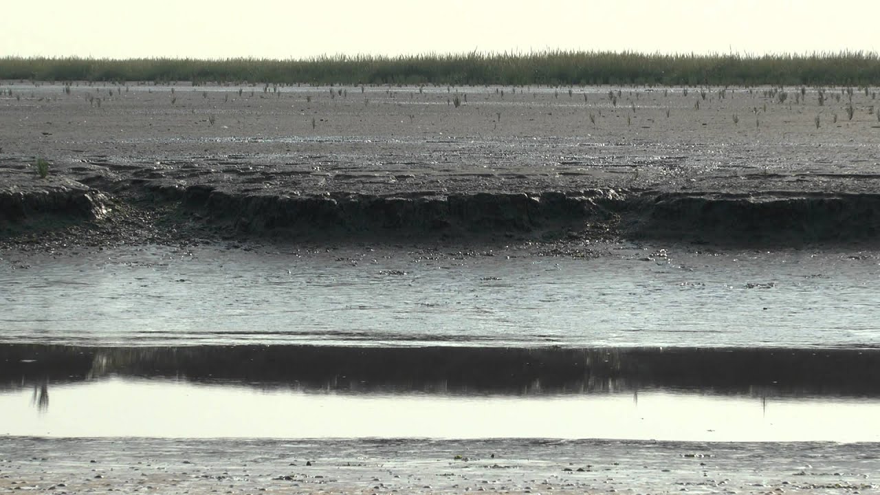 WaddenRust op de grootste Kwelder van NW-Europa.