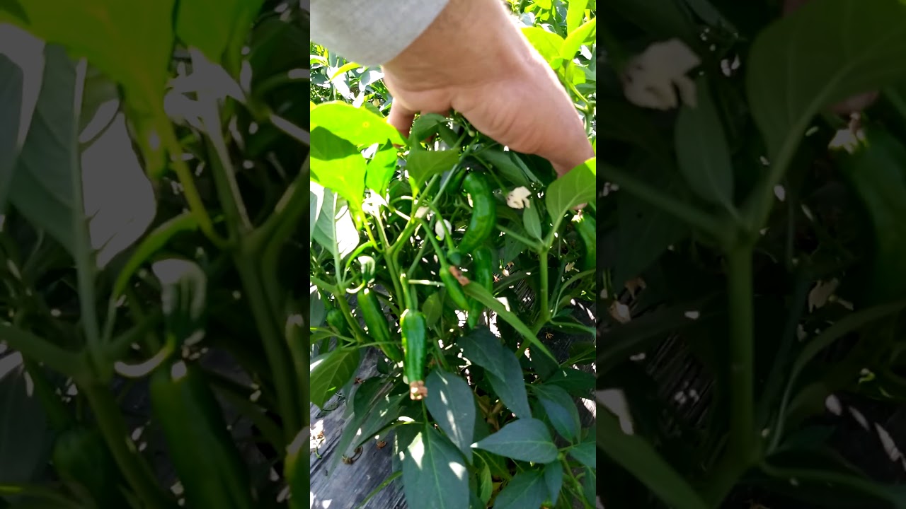 Golden Hot green chilli by haji sons