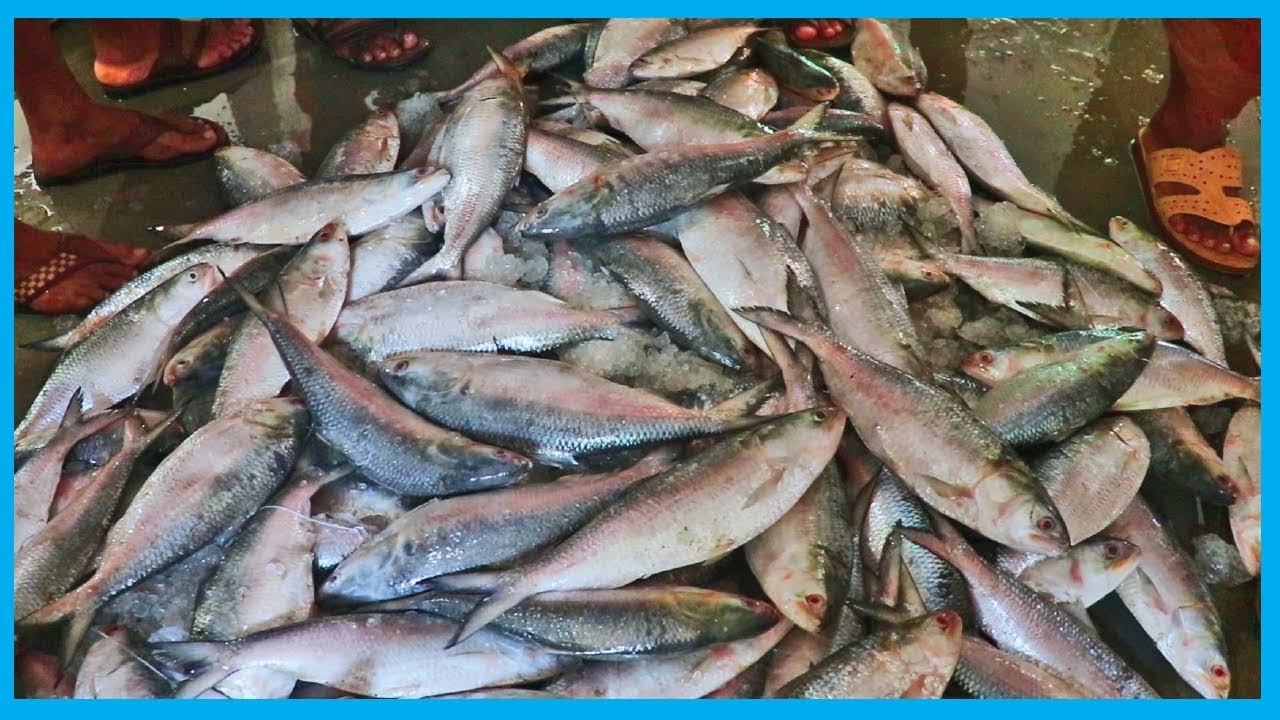Biggest Hilsa Fish Market (Part 1) - Thousands of Big Hilsa | Fish Corn