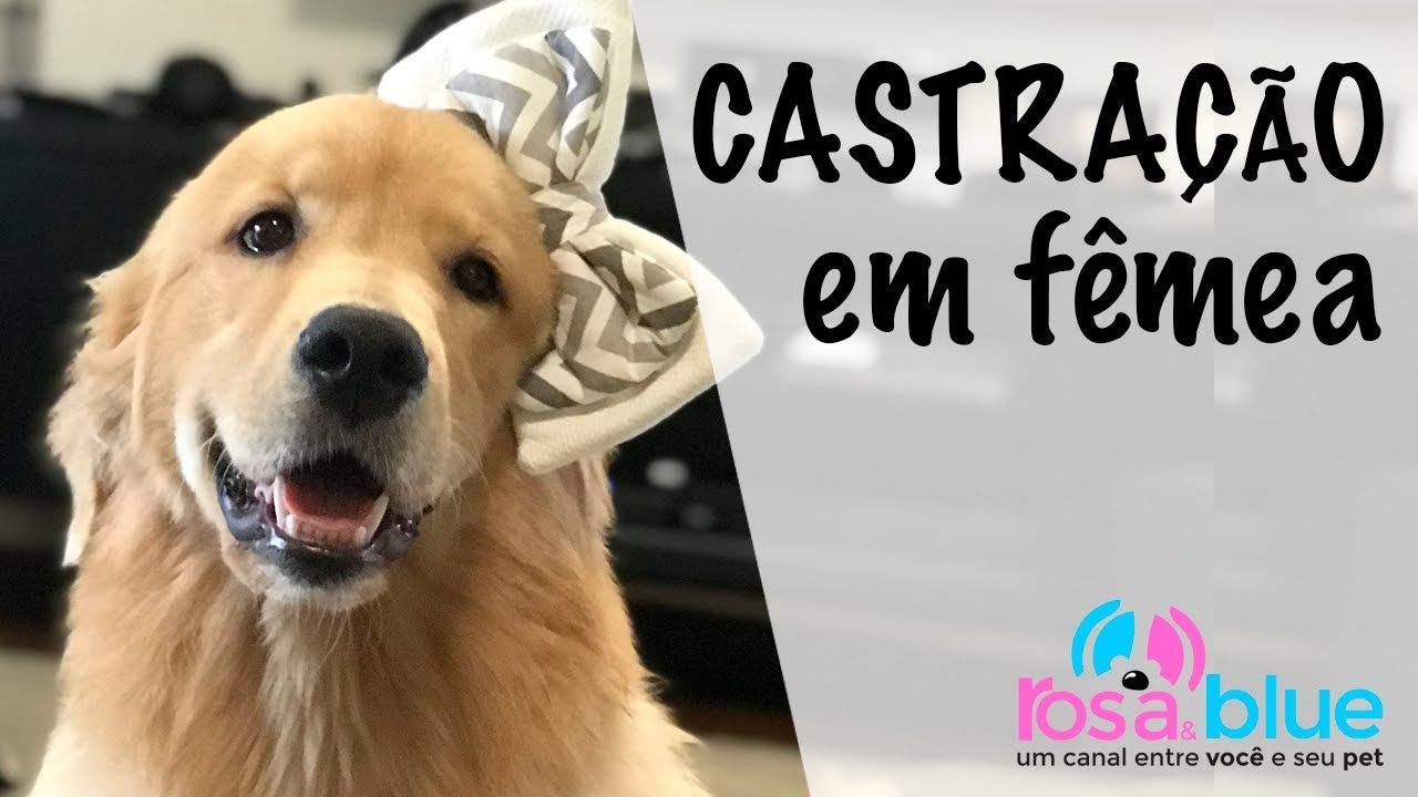CASTRAÇÃO em FÊMEA I QUANDO CASTRAR e PORQUÊ castrar.