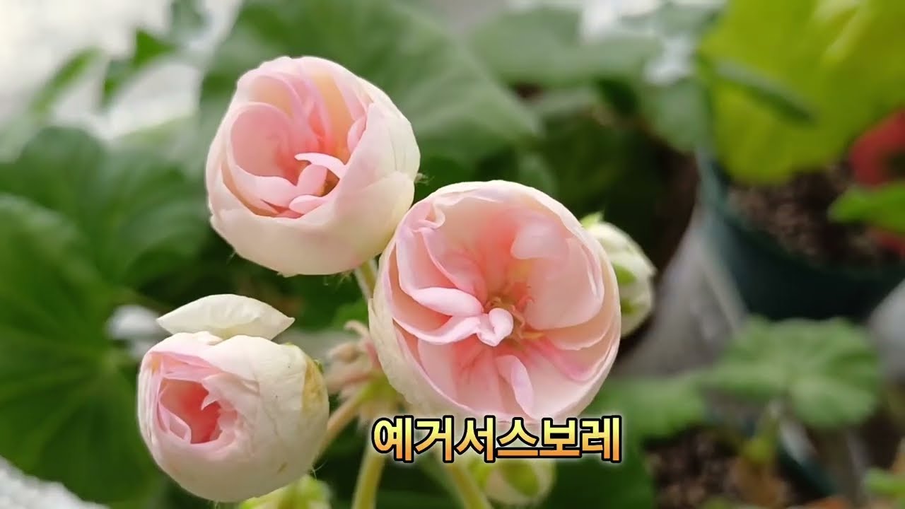 #제라늄순집기 #개채수늘리기 #묵은제라늄수형잡기#풍성한 수형만들기