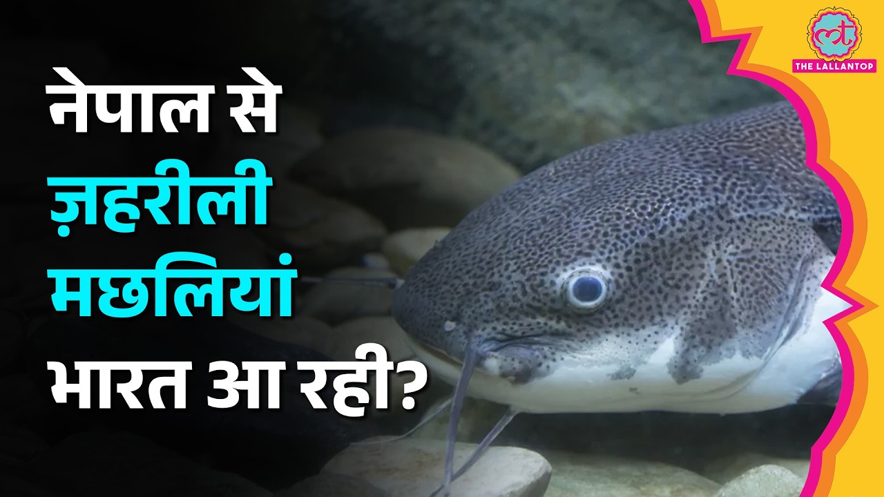 Nepal से African Catfish बहकर India पहुंच रही है? Thai Mangur Ban Explained | Nepal Flood