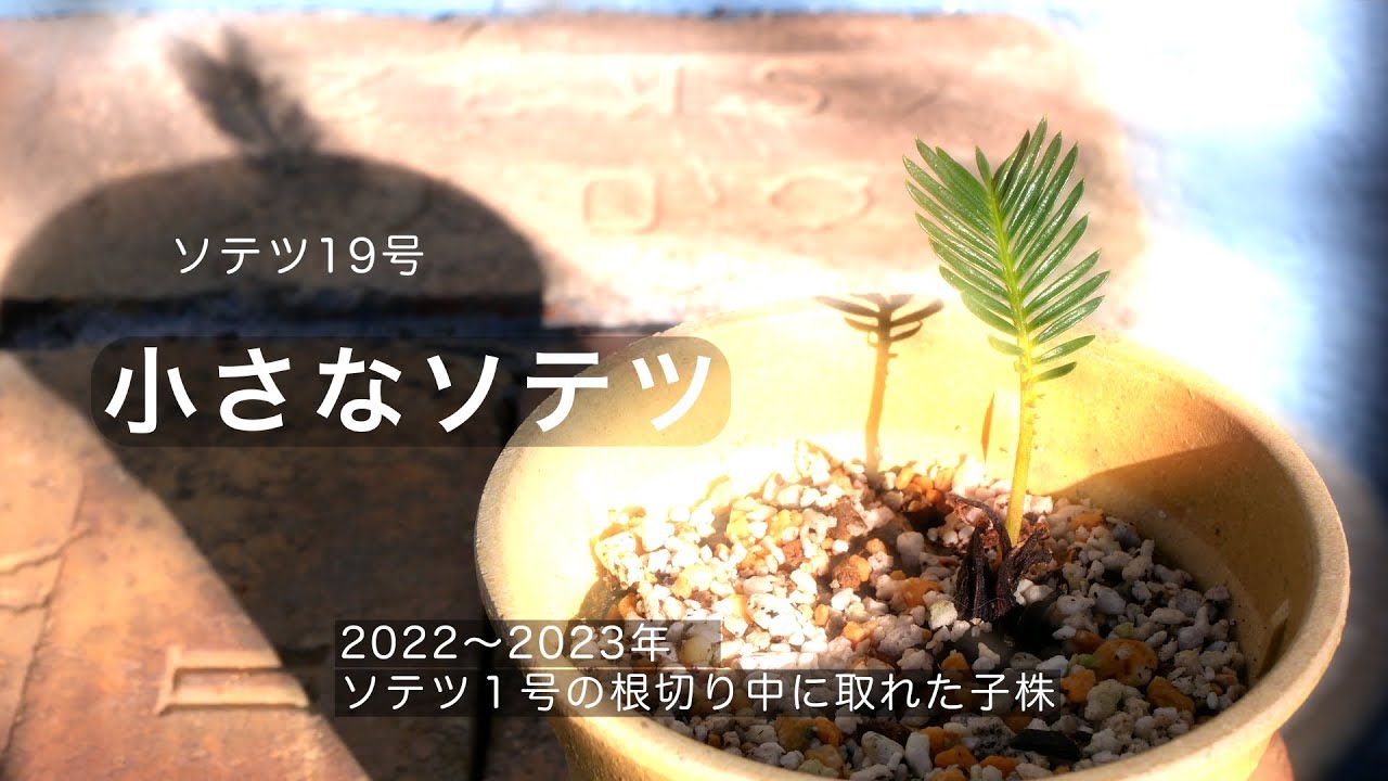 小さなソテツ