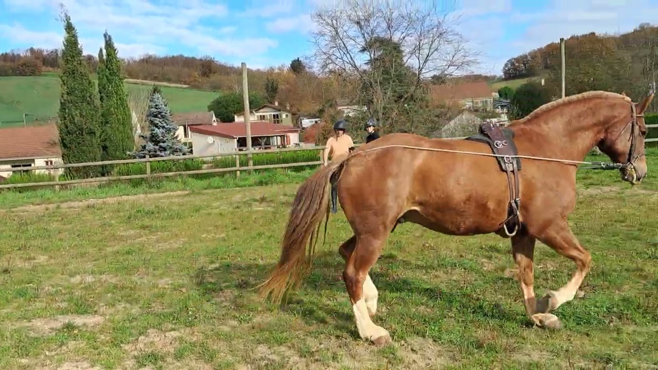 longues guides jeune cheval lyse aux commandes