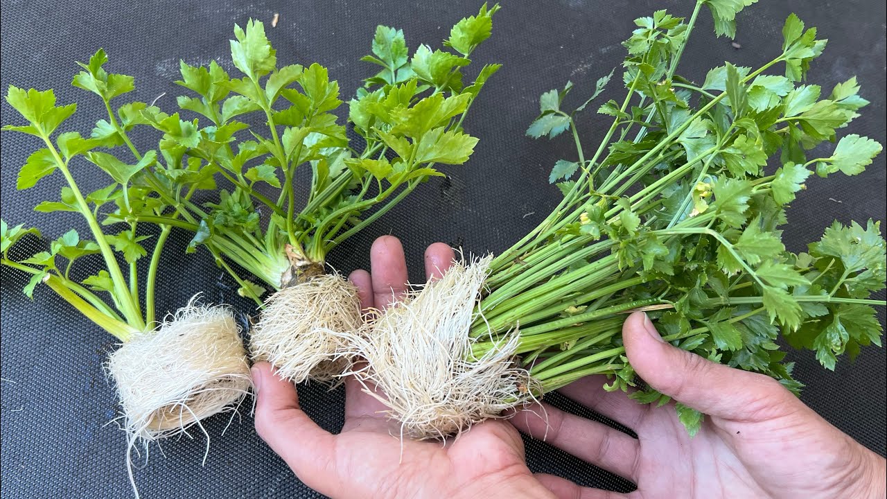 جرب طريقتي في زراعة الكرفس 🌿 طول السنة نبات الكرفس اخضر بمطبخك ولن تشتريه مرة اخرى من الآسواق 👌