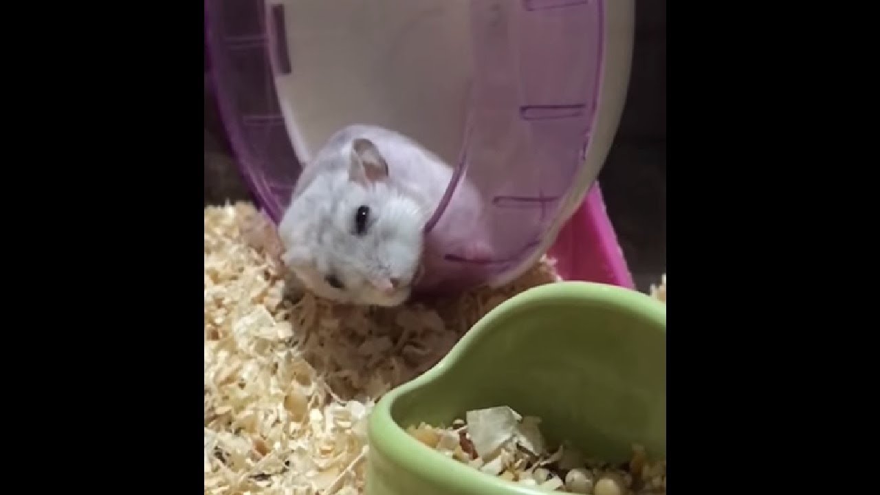 Hamster Sleeping In The Weirdest Position