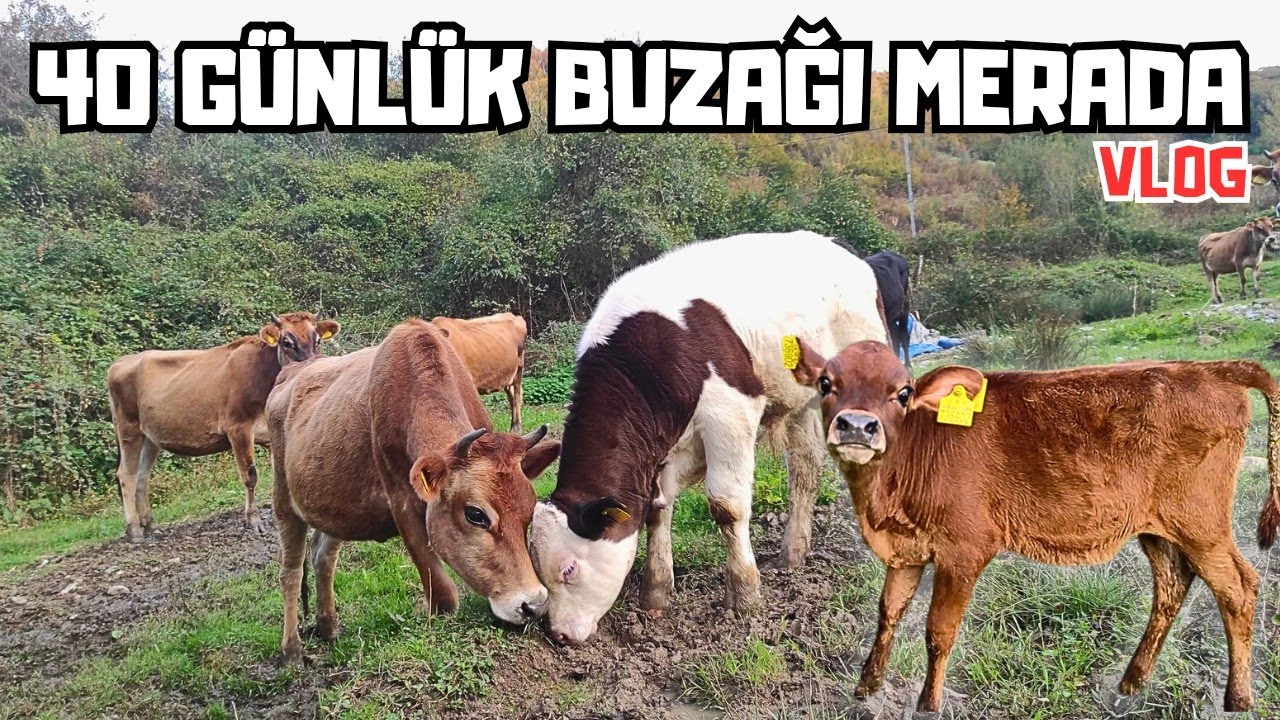 TÜM BUZAĞILAR MERADA | Çiftlik Hayatı Vlog