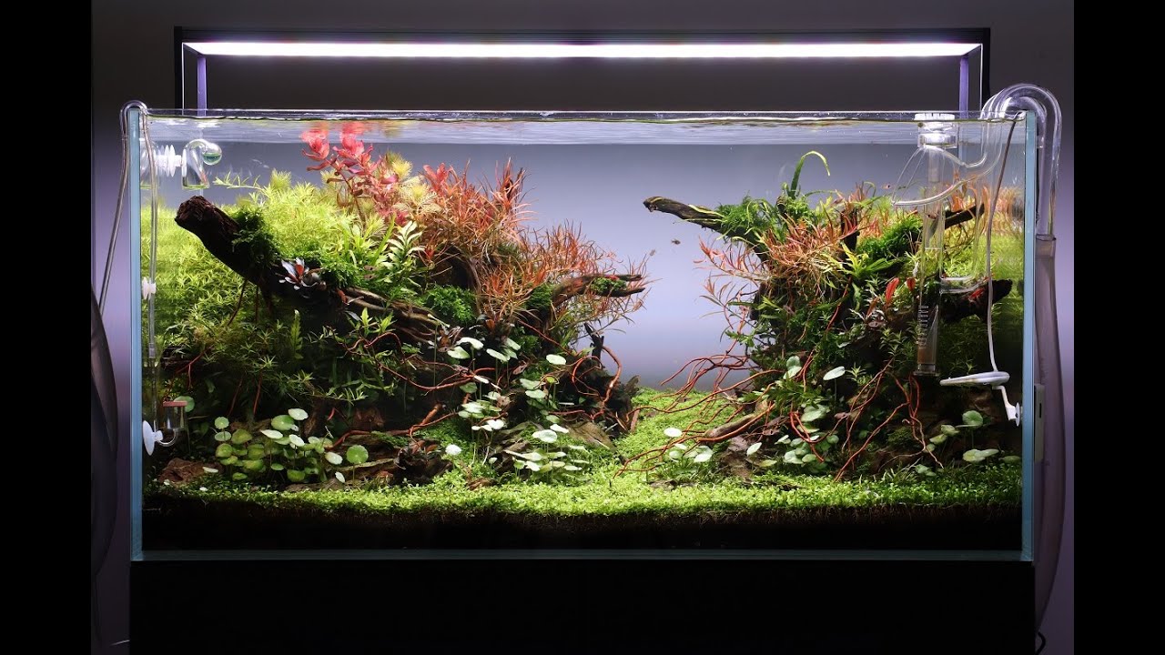 Aquascape Tutorial Step by Step 90cm Planted Aquarium