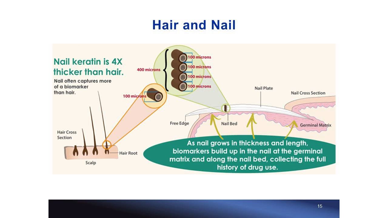 Methamphetamine and Amphetamine in Matching Nail and Hair Samples by Dr. Irene Shu