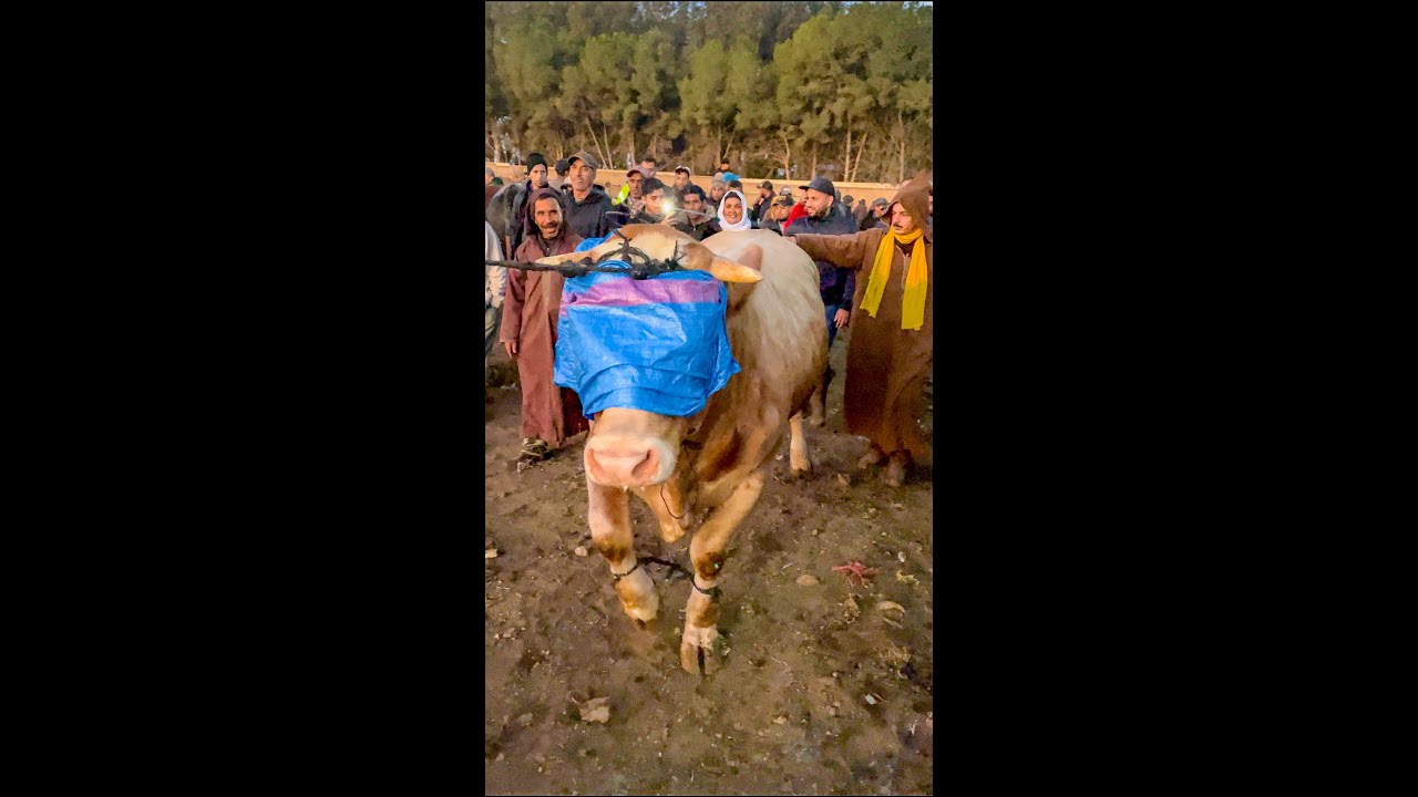 🚨شـاهد اضـخم عـجل🐄 بسوق الخميسات😱 خداه جزار من فاس رايسة جميلة عجبها  ولكن اللقطة الاخيرة صدمتني!! 🤣