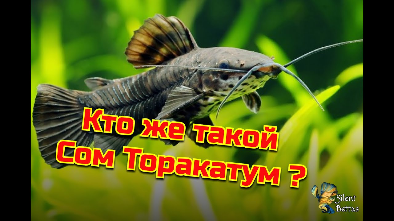 Торакатум (Таракатум) Содержание и размножение | Megalechis thoracata : Maintenance and reproduction