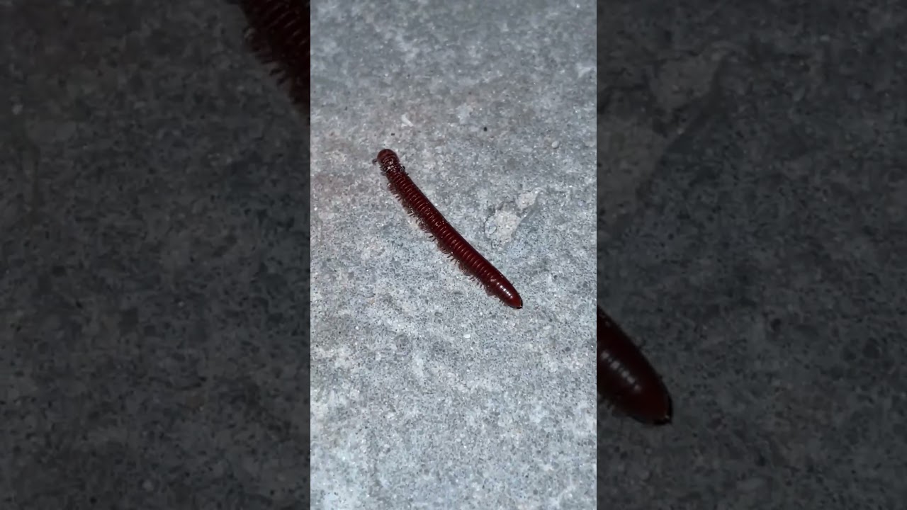 amazing millipede drawing. 