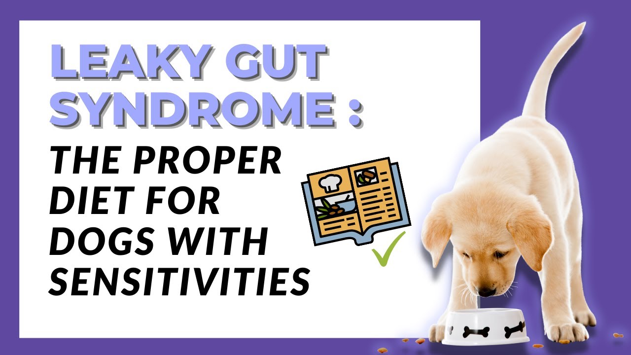 Leaky Gut Syndrome : The proper diet for dogs with sensitivities