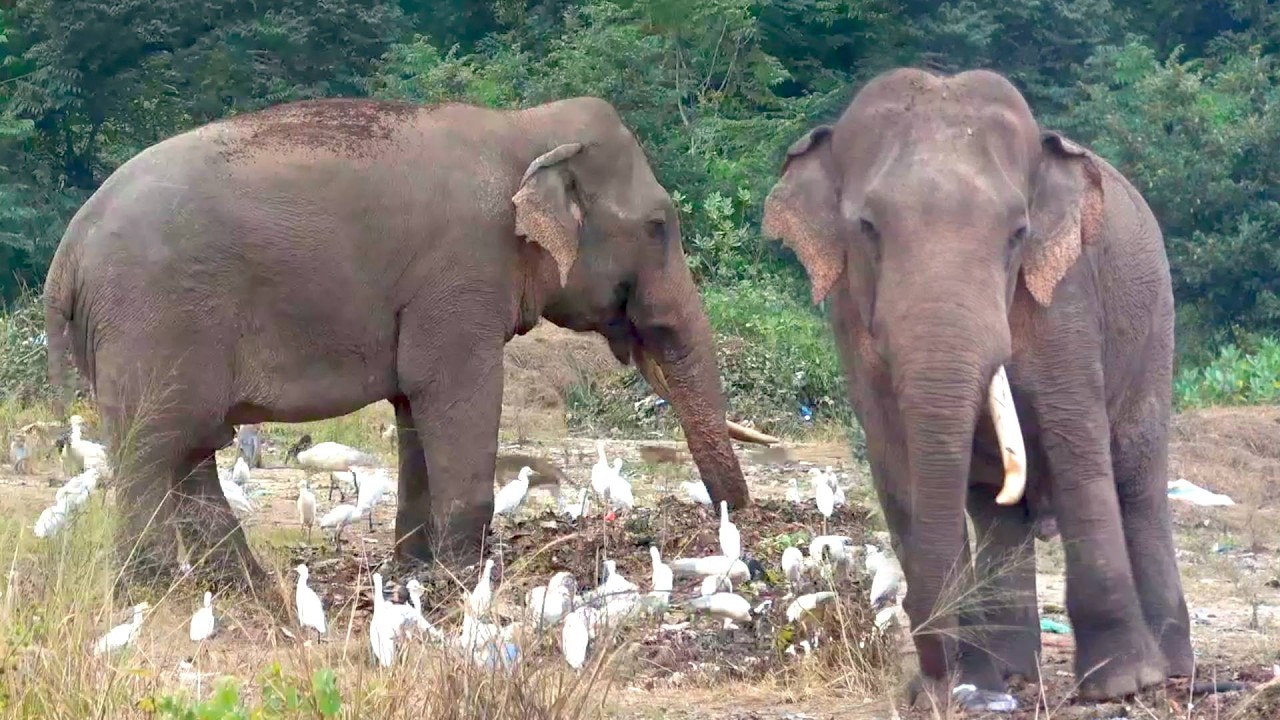 Majestic Tusker Sumeda Lost His Tusk in Tragic Vehicle Crash