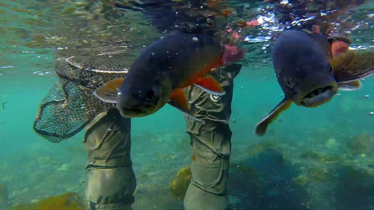 Highlandflyfishing Iceland spring 2020