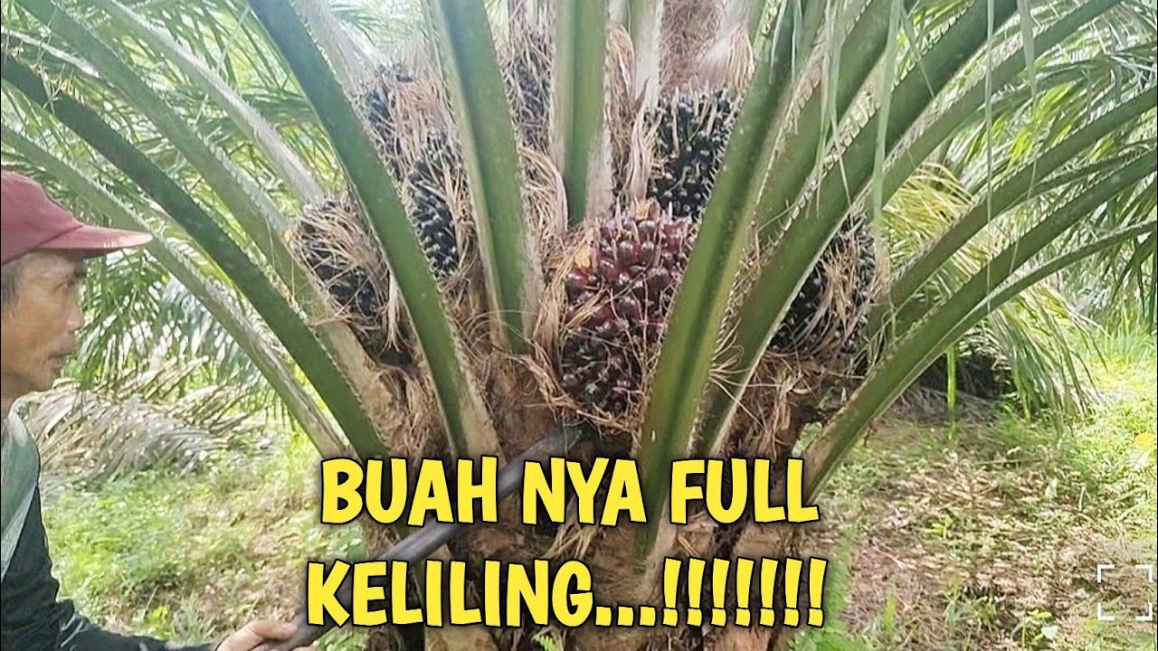 Panen Sawit Hasil Melimpah, Begini Prosesnya di Kebun. @Petani Pemula Temah