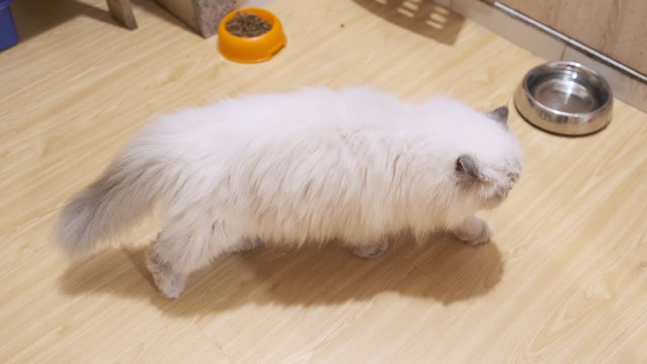 Perkembangan Bulu JENNY Yang Semakin Lebat