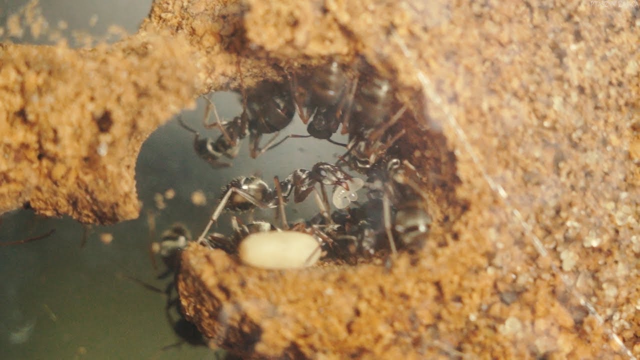 MRÓWKI! bardzo dużo mrówek! wielka kolonia Formica cinerea.