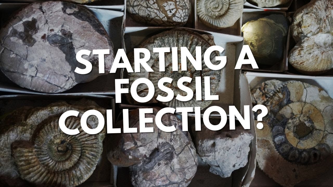 Buying Fossils and Starting a Collection - A Beginners Guide